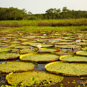 Giant lily pads in the Amazon