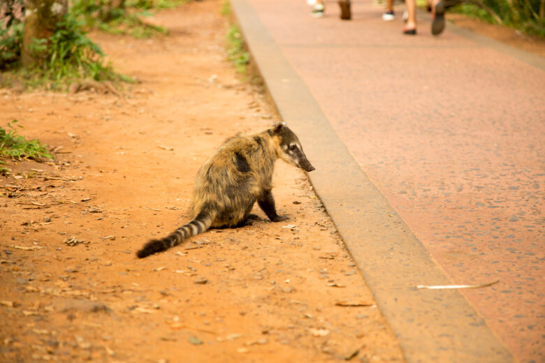 coati