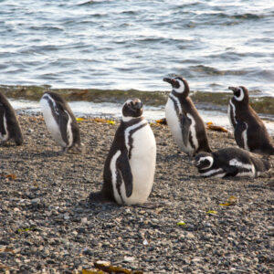 Penguins Martillo Island