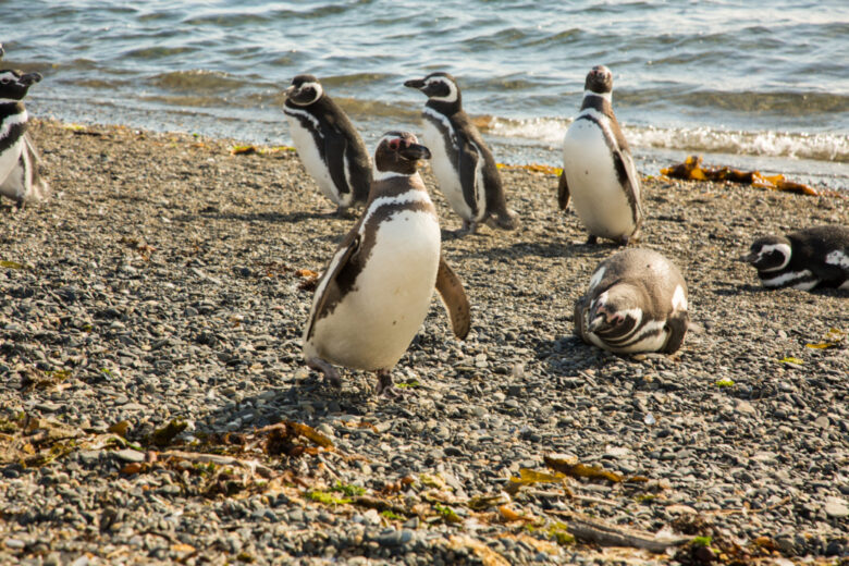 Martillo Island Penguins