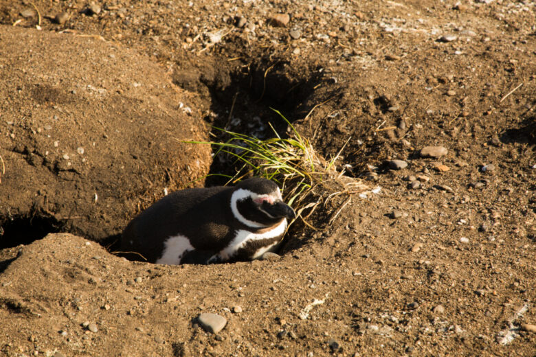 Penguins Martillo Island 