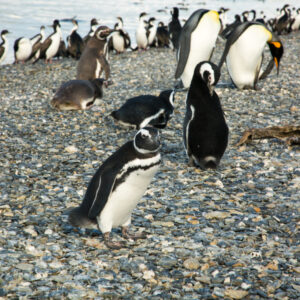 Penguins Martillo Island