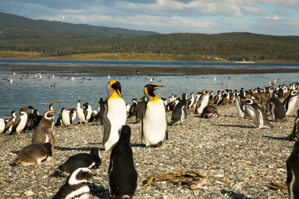 Two King Penguins standing with a group of other penguins in the backgroun at Martillo Island, Argentina.