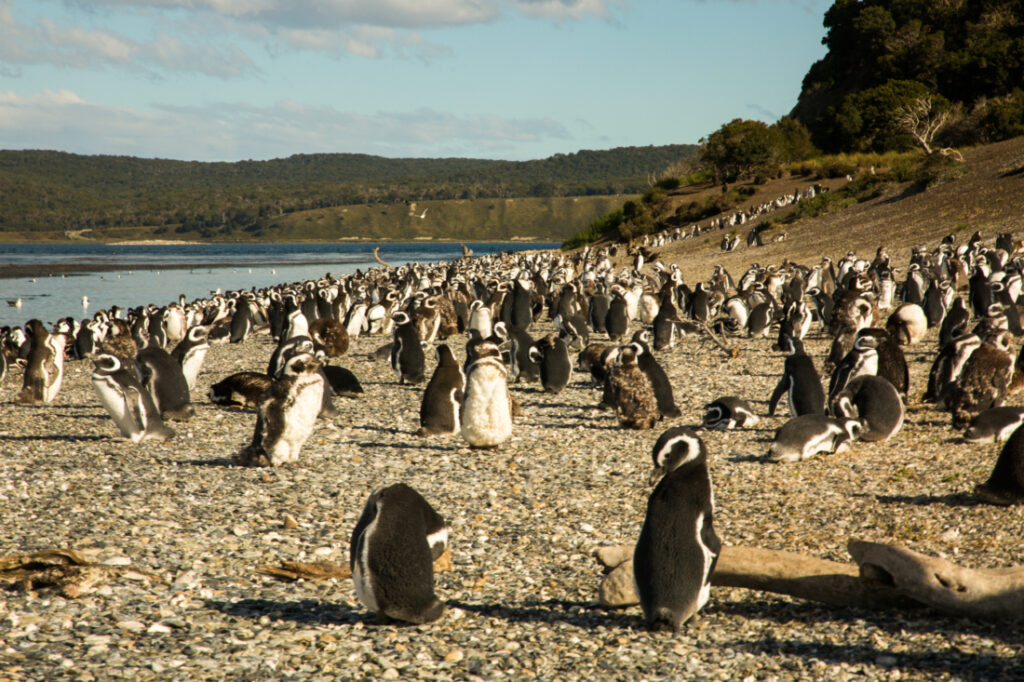 A large group of penguins on Martillo Island in Argentina.