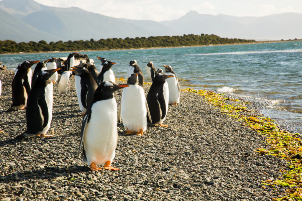 Penguins on a beach at Martillo Island, Argentina.