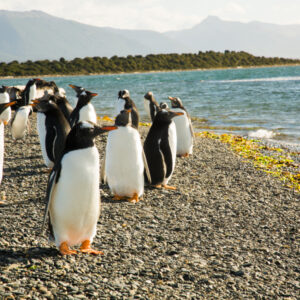 Penguins Martillo Island