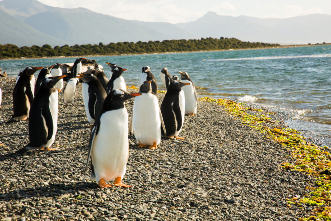a group of Penguins on  Martillo Islandnear the water's edge with mountains in the background