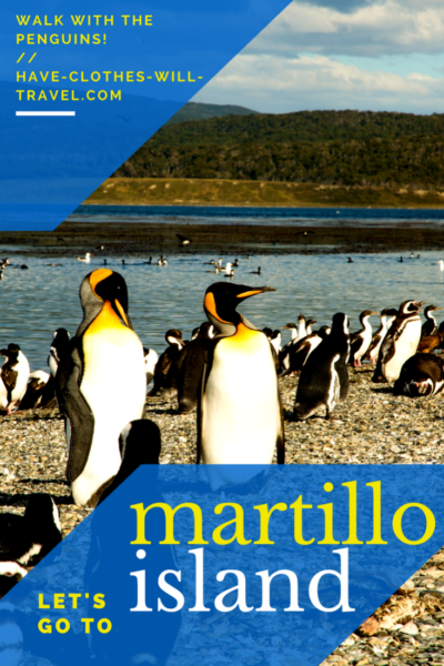 martillo island penguins