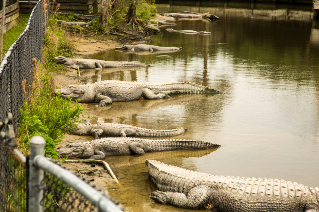 Alligator Adventure in North Myrtle Beach