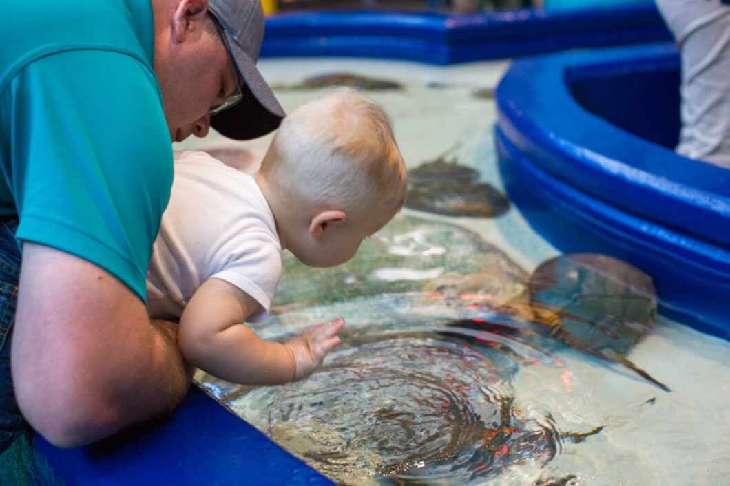 A young boy hovers over the Horseshoe crab exhibit at the Ripley's Aquarium on Myrtle Beach, playing in the water.