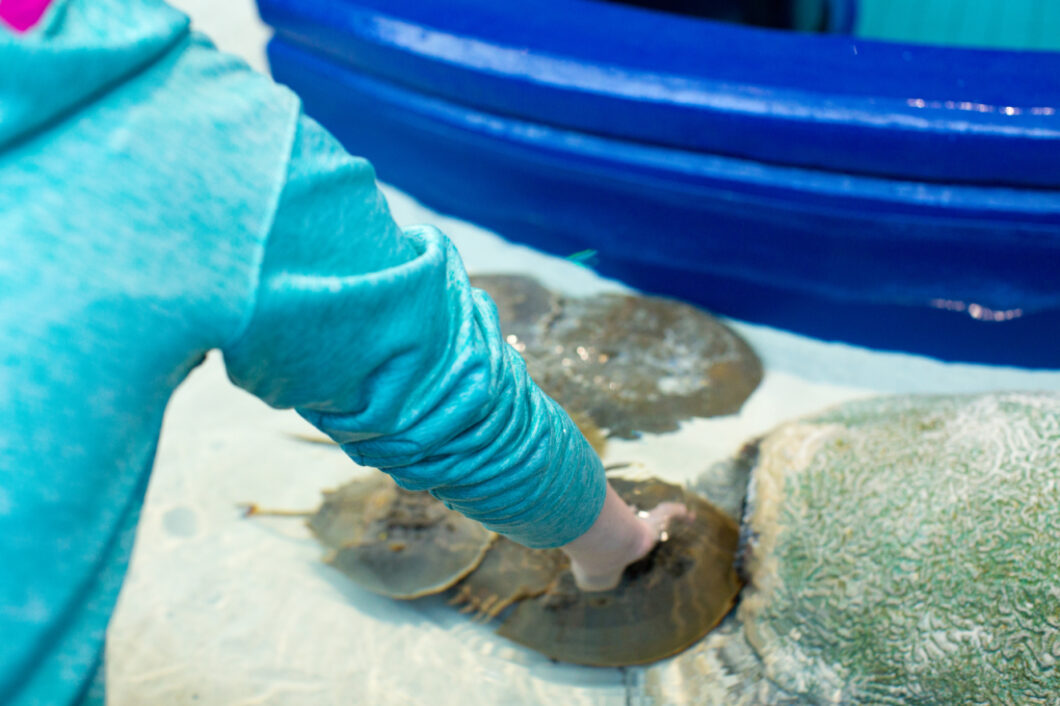 A person reaches into the Horseshoe crab exhibit pool to gently touch one of the crabs living in the exhibit.