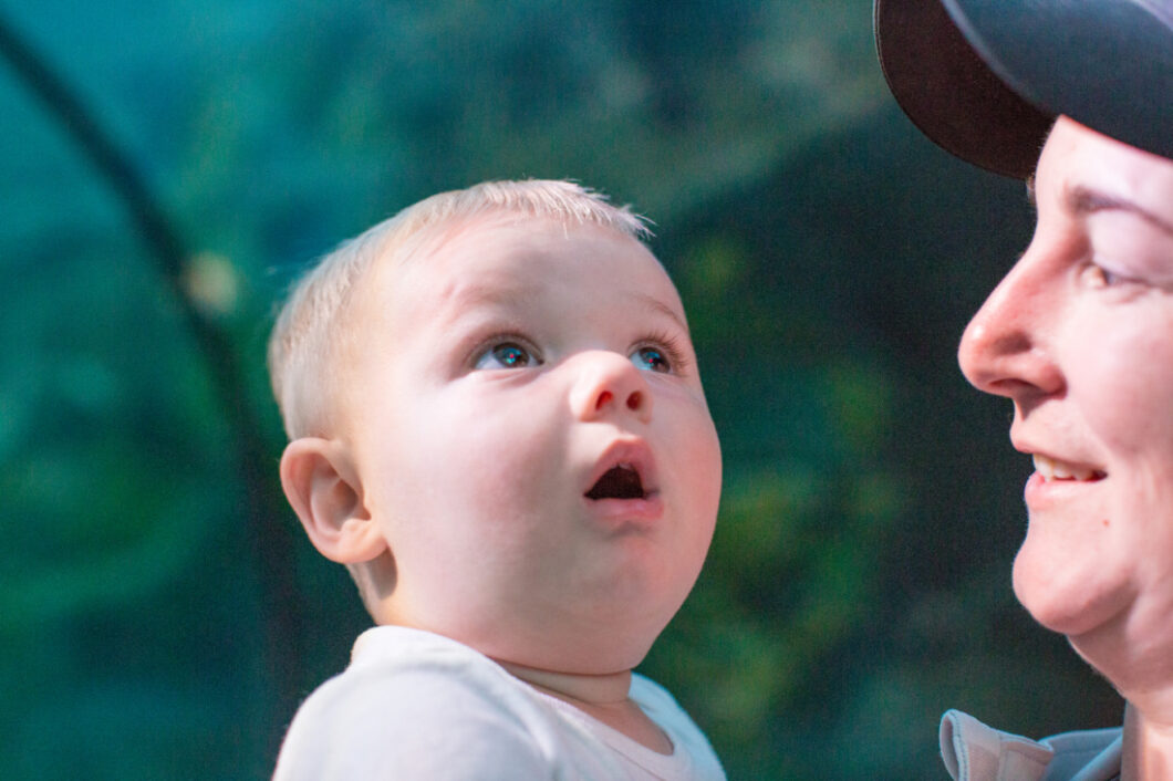 A baby admires the shark tunnel at Ripley's Aquarium of Myrtle Beach with a look of wonder on his face.