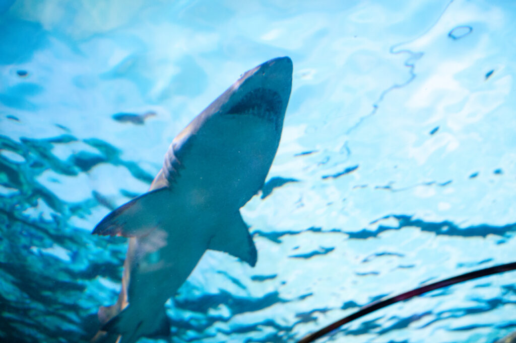 A small shark swims overhead in the shark tunnel at Ripley's Aquarium in Myrtle Beach.