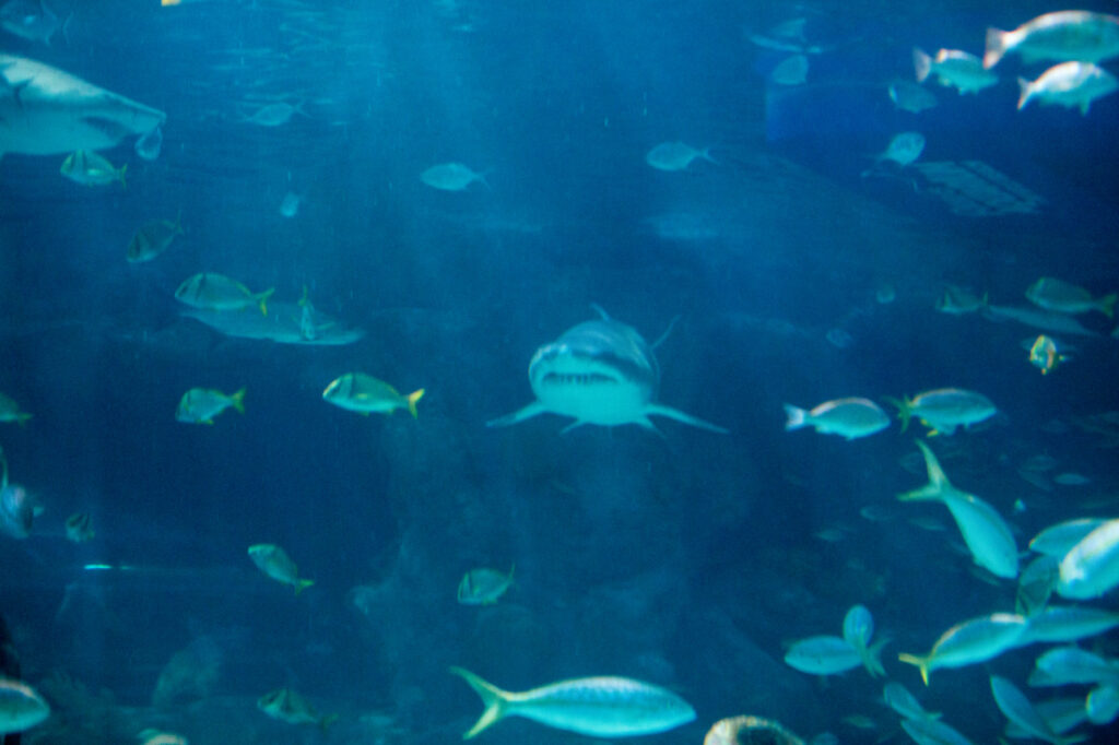 Sharks and fish swim freely in aqua blue water at the Ripley's Aquarium in Myrtle Beach.