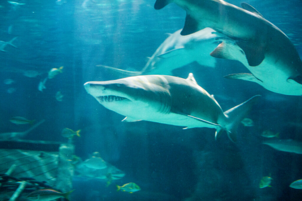 Schools of fish and sharks swim together in the Shark Tunnel at Ripley's Aquarium.