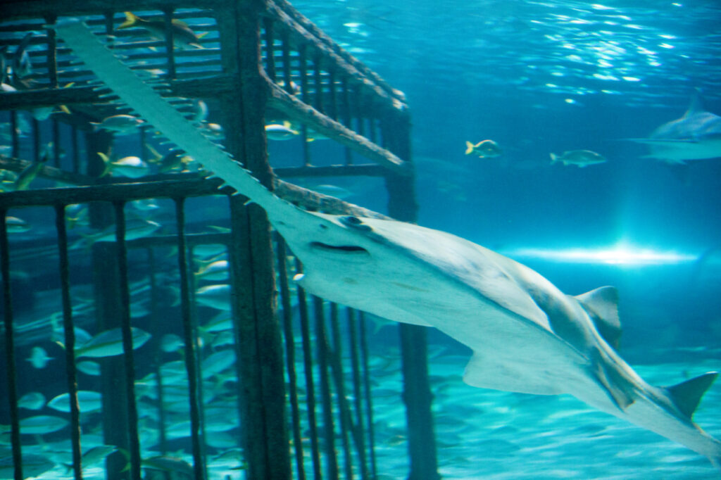 A sawshark swims in clear blue waters in the shark tank at Ripley's Aquarium of Myrtle Beach.