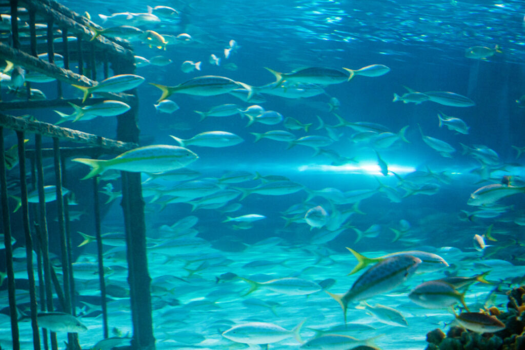 Schools of fish swim in the clear blue waters of the shark tunnel at Ripley's Aquarium in Myrtle Beach. SC