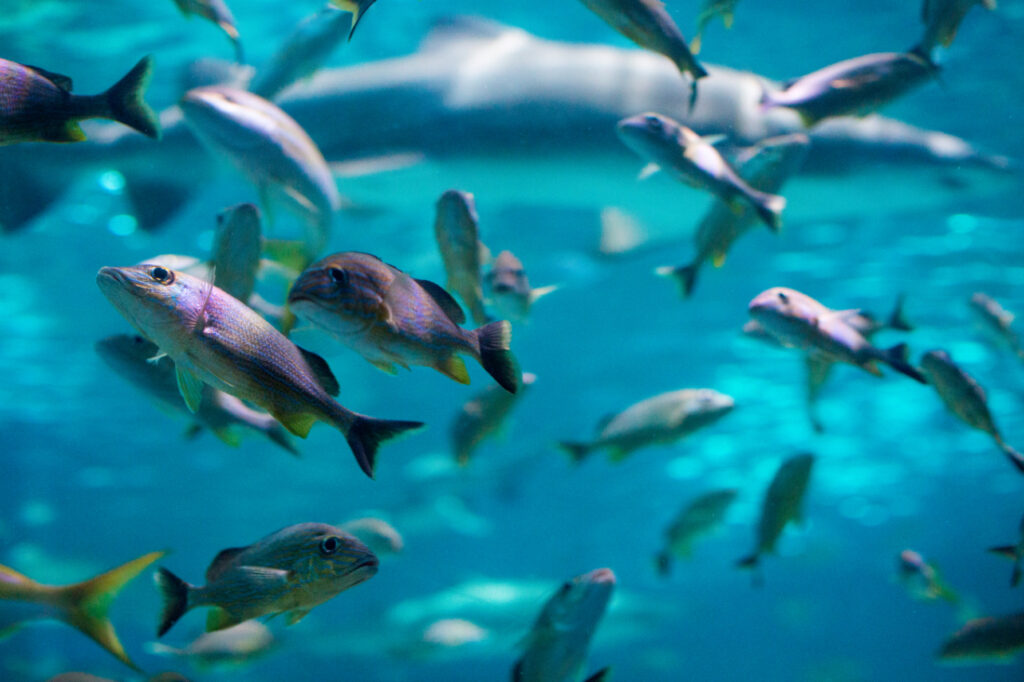 A closeup image of some of the tropical fish swimming in clear blue waters at the Ripley's Aquarium in Myrtle Beach, SC.
