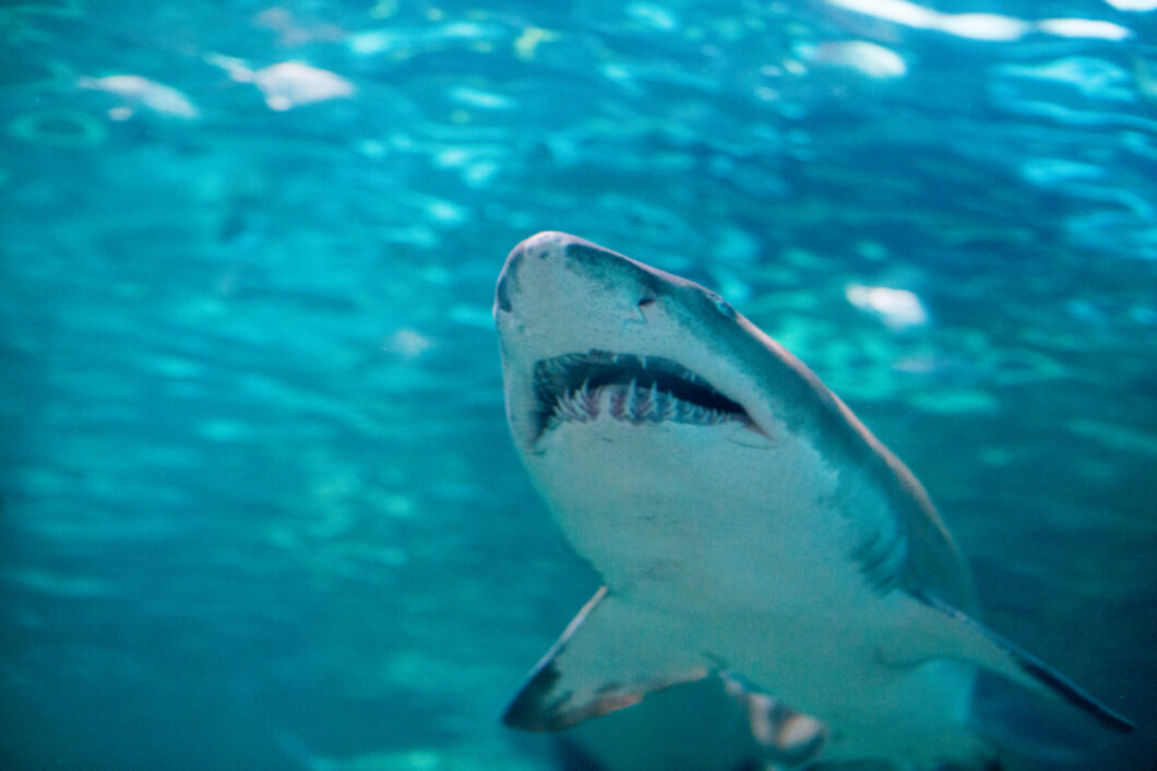 A small shark swims in clear, aqua blue water inside the shark tunnel at Ripley's Aquarium of Myrtle Beach.