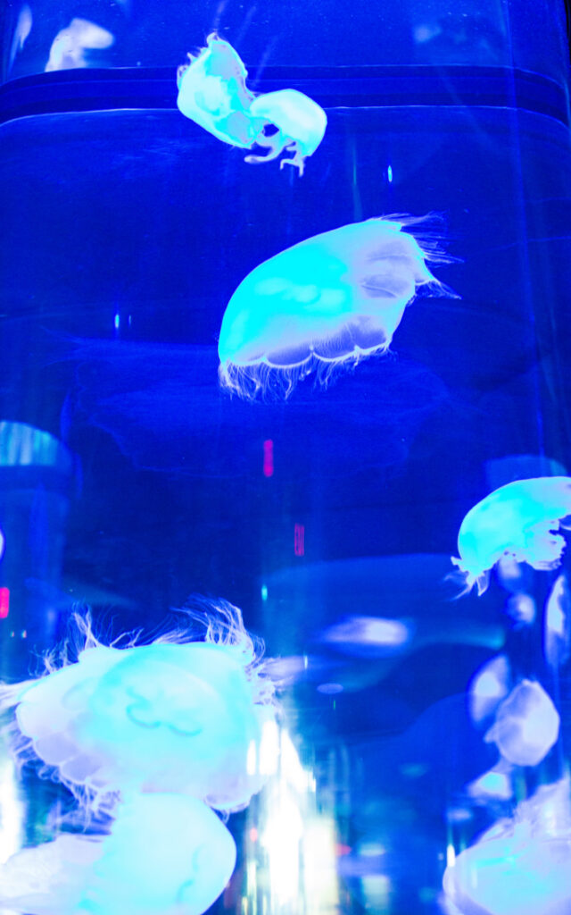 Jellyfish of all sizes swim in a tall cylindrical aquarium at the Ripley's Aquarium in Myrtle Beach.