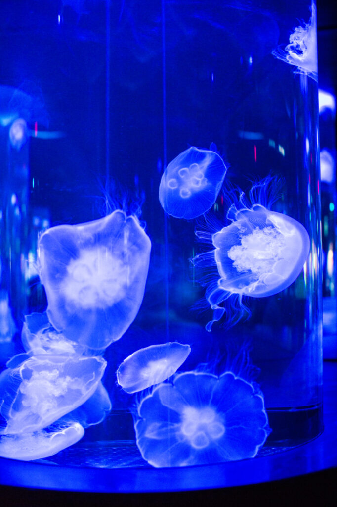 Translucent jellyfish swim in a cylindrical glass aquarium, which glows a luminescent blue.