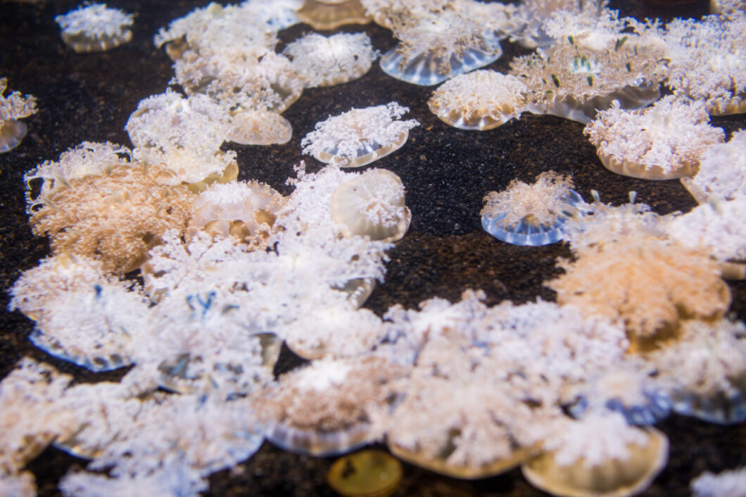 A group of jellyfish swim in clear water in an interactive exhibit at Ripley's Aquarium in Myrtle Beach, SC.