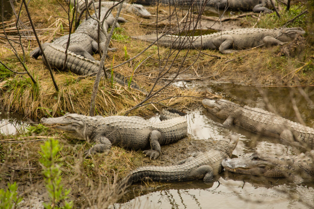 Alligator Adventure