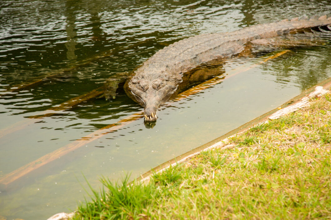 alligator