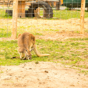 Kangaroos at Doc's