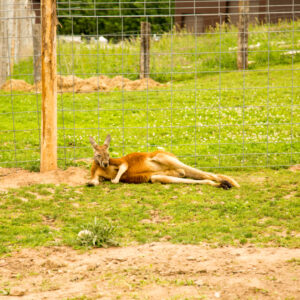 Kangaroos at Doc's