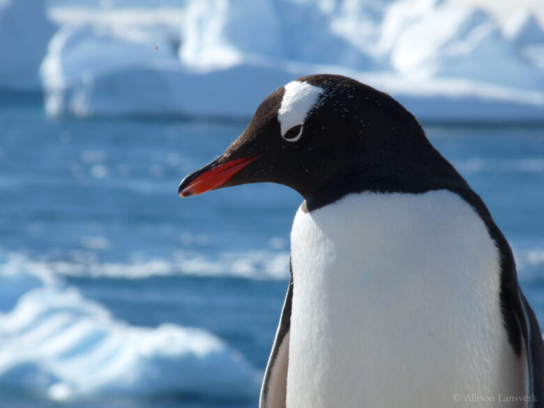 penguin