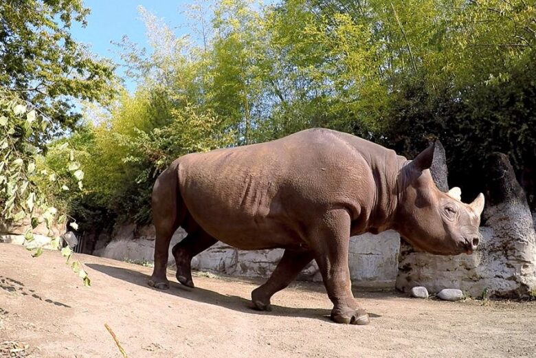 4 Great Reasons to Spend the Day at the Oregon Zoo