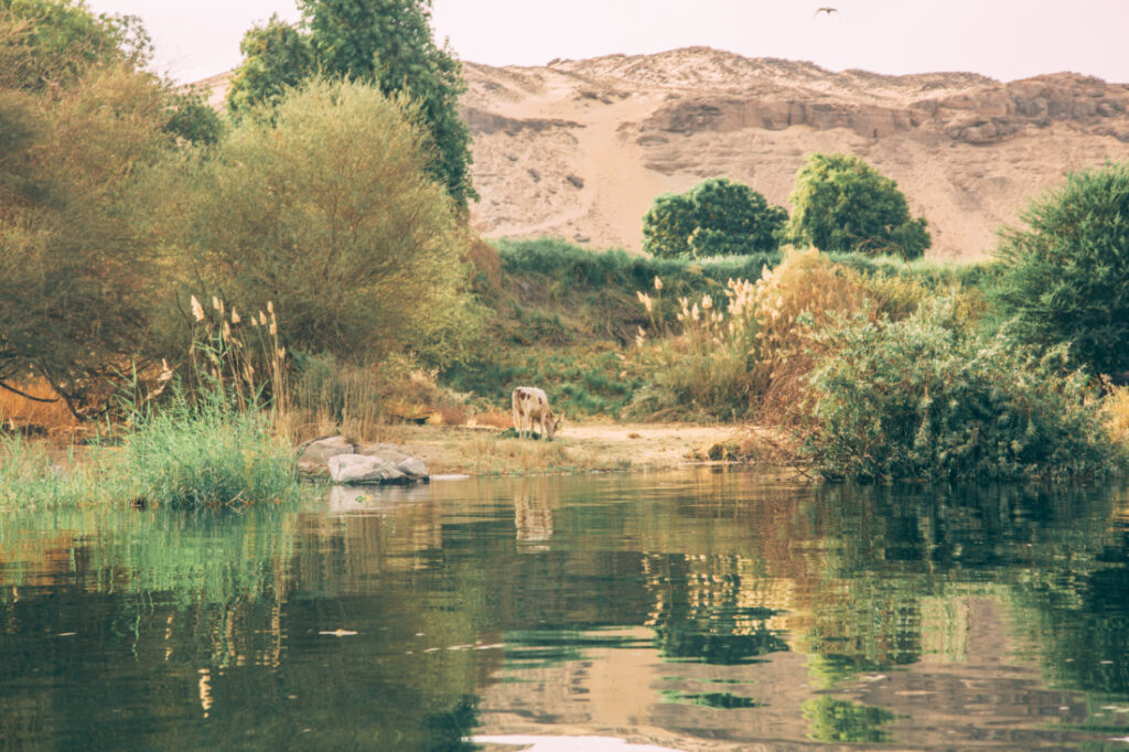 An image of the lush greenery lining the riverbank of the Nile River near the Nubian Village.