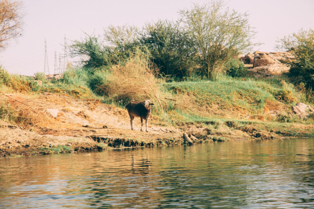 An animal stands at the Nile river shoreline, which is lined with brown and green grass and vegetation.