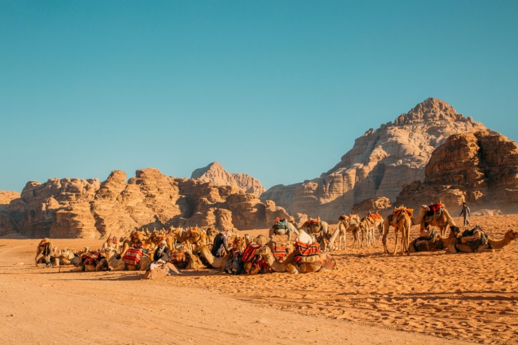 A heard and camels and Bedouin locals rest in a sandy valley in the Wadi Rum desert.