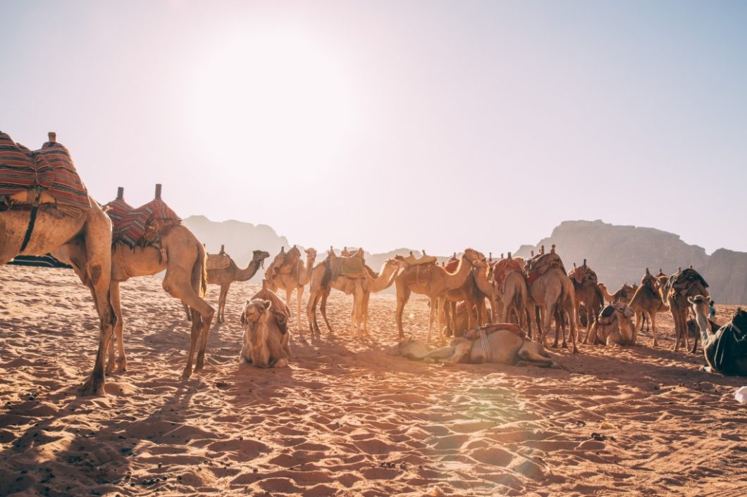 A heard of camels stand and rest in the Wadi Rum desert as natives visit with tourists.