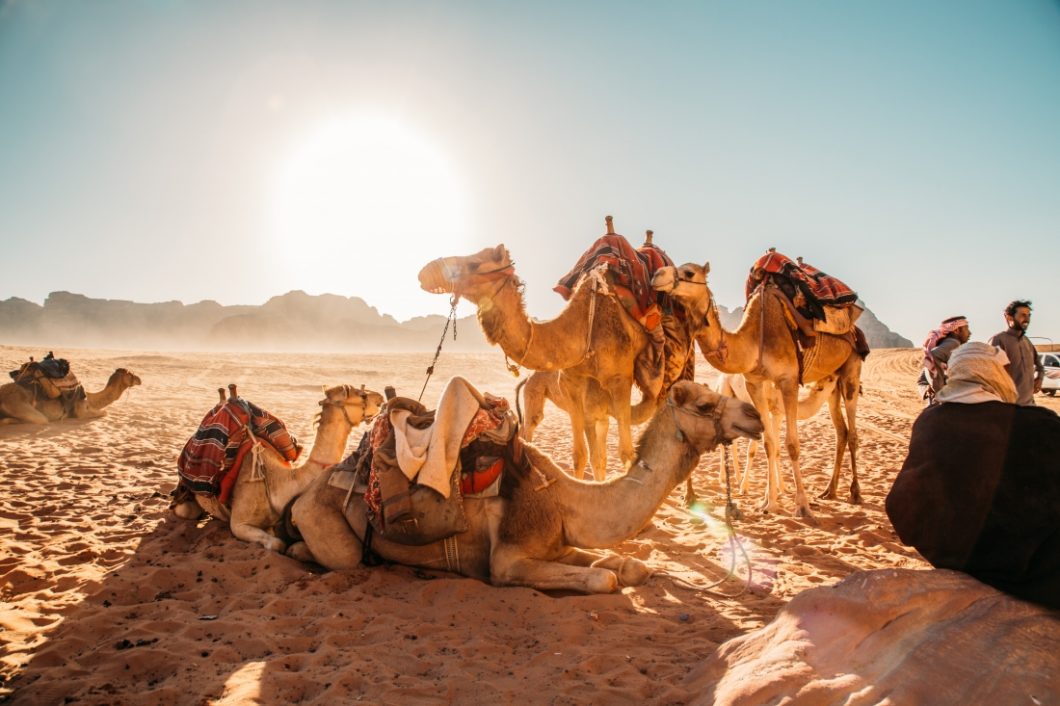 Four camels rest, enjoying a hot and sunny day in the Wadi Rum desert. Two camels are sitting, two are standing, and Wadi Rum natives stand close, talking with tourists. The camels are wearing saddles and blankets on their backs.