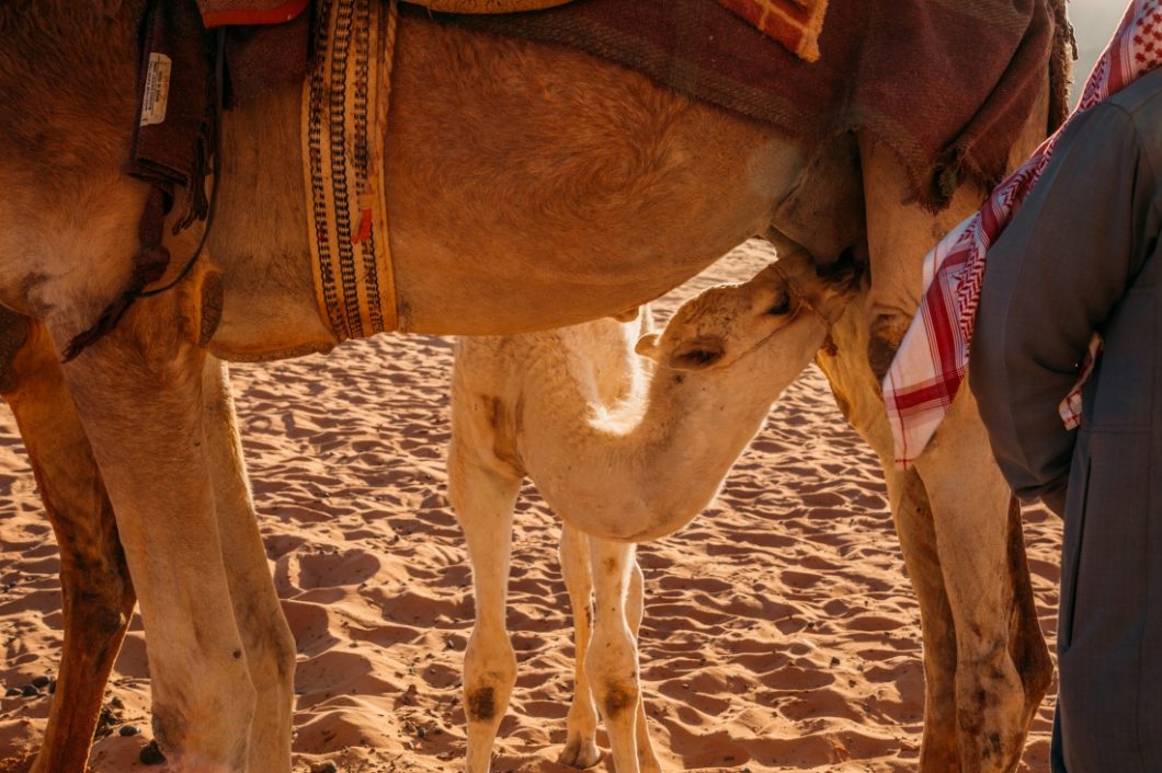 An intimate look at a baby camel nursing from it's mother in Wadi Rum, Jordan.