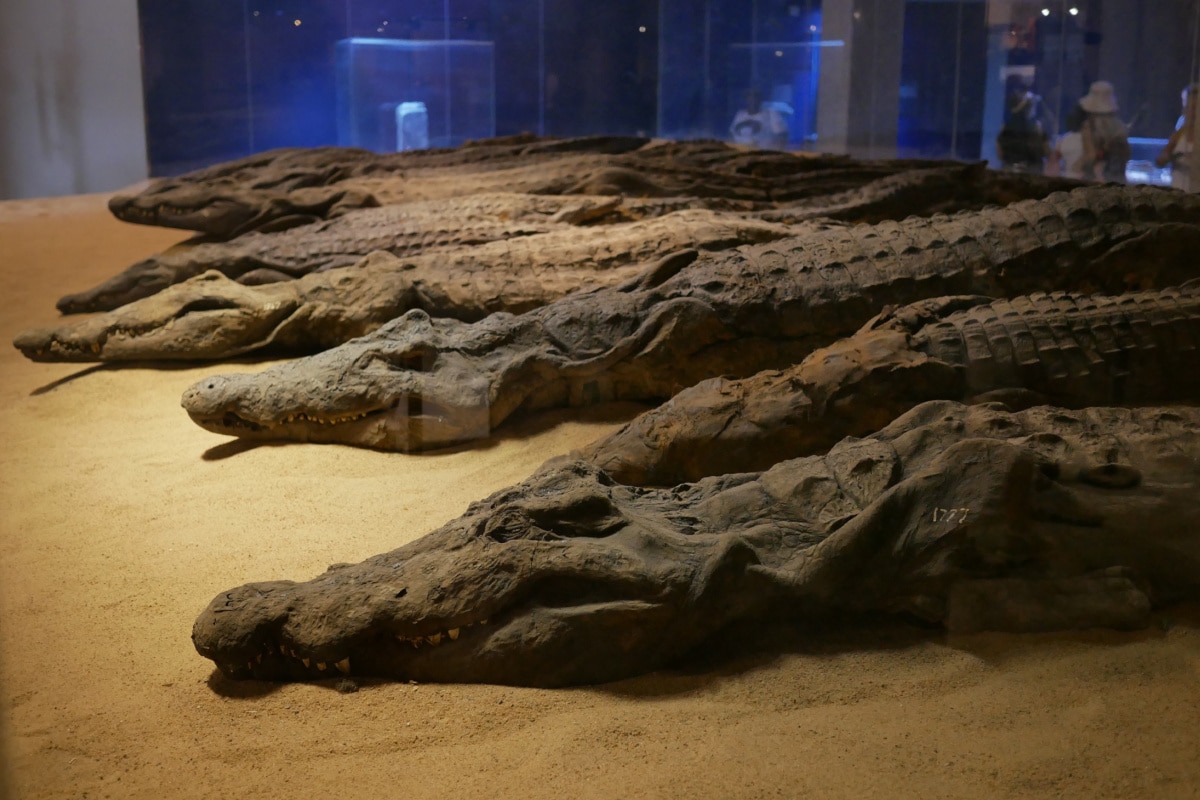 Kom Ombo, Egypt - 10.12.2022: Mummified crocodiles in the crocodile museum at Kom Ombo in Egypt