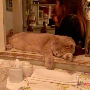 Mari Vanna - restaurant cat -best restaurants in Moscow Russia written by a local
