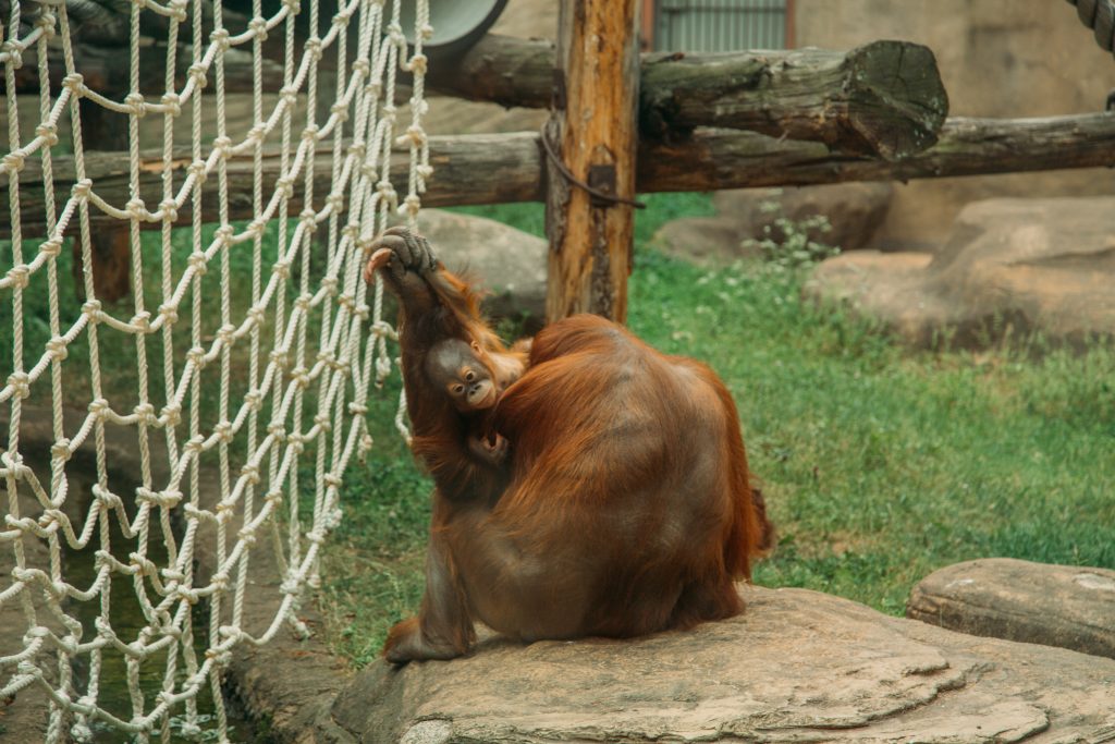 An adorable baby orangutan plays while holding its mother's hand - Moscow zoo in Russia