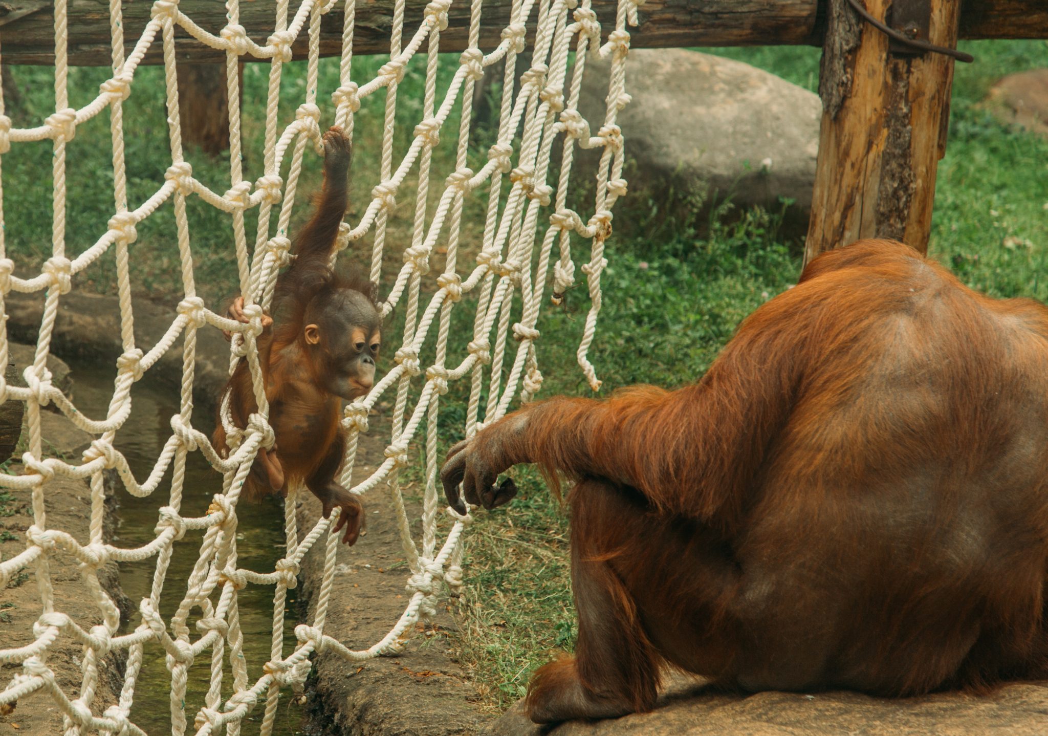 An adorable baby orangutan plays while holding its mother's hand - Moscow zoo in Russia