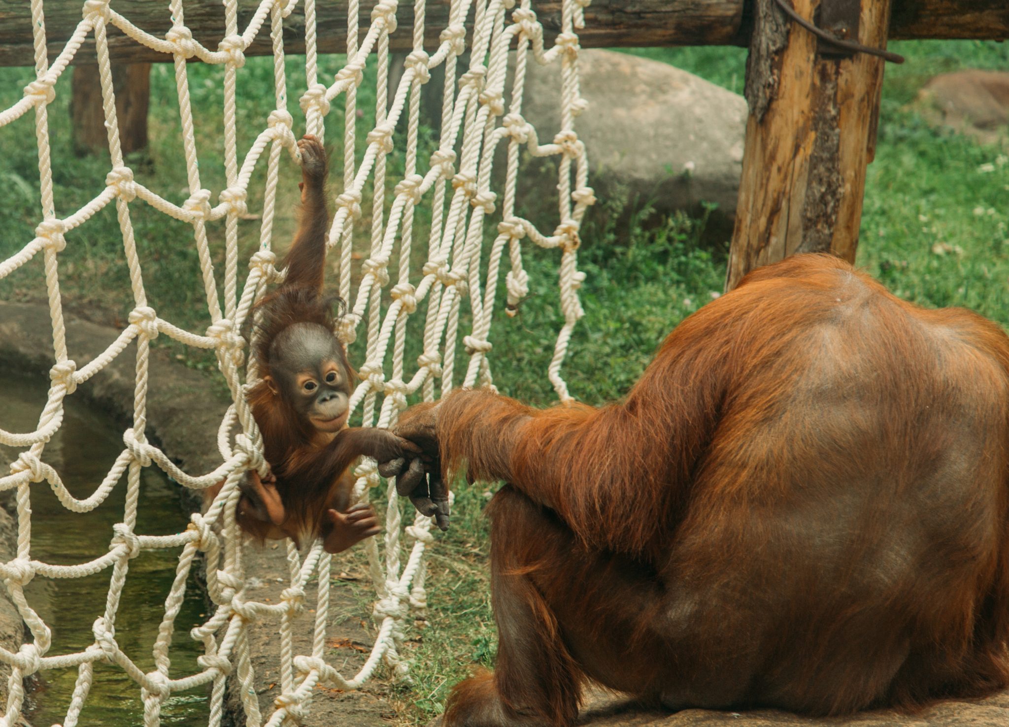 Tips for Visiting the Moscow Zoo + Photos of the Animals