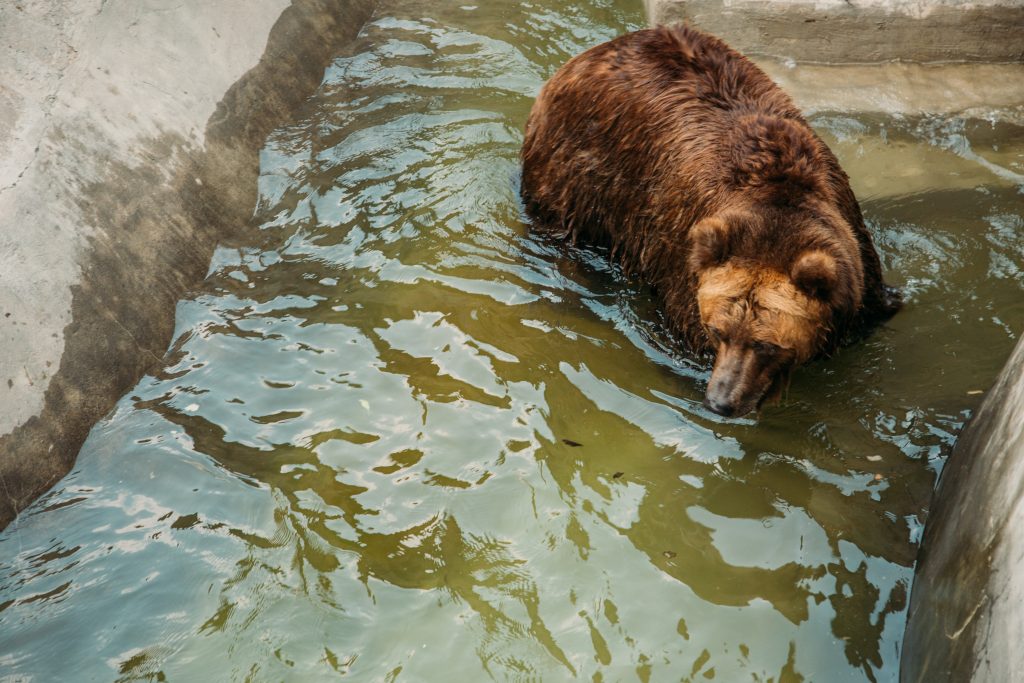 The Brown Bear fishing at the Moscow Zoo