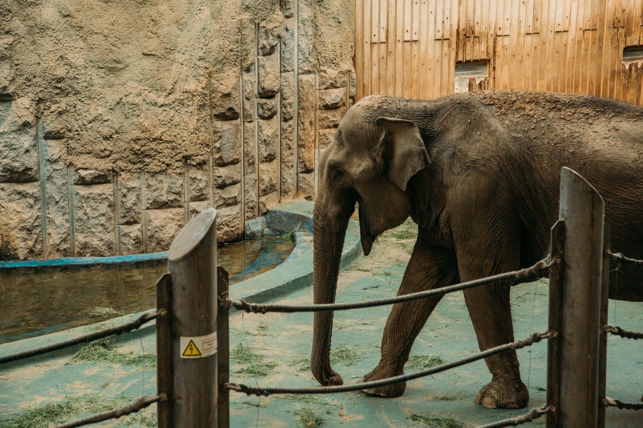Elephants at the Moscow Zoo during their feeding time