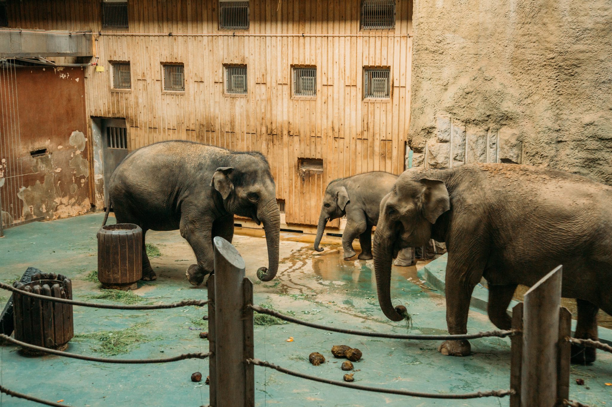 Elephants at the Moscow Zoo during their feeding time
