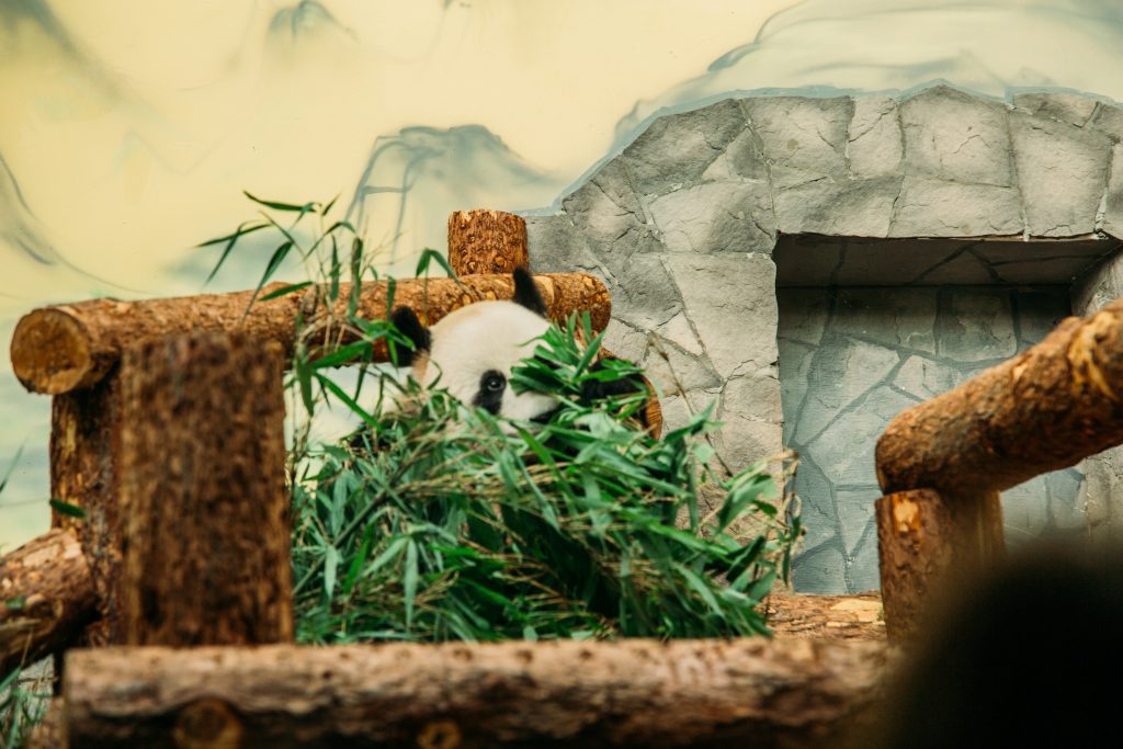 The Panda at the Moscow Zoo during feeding time