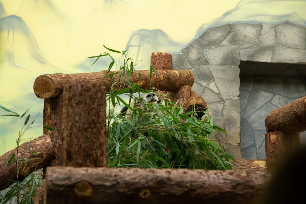 The Panda at the Moscow Zoo during feeding time