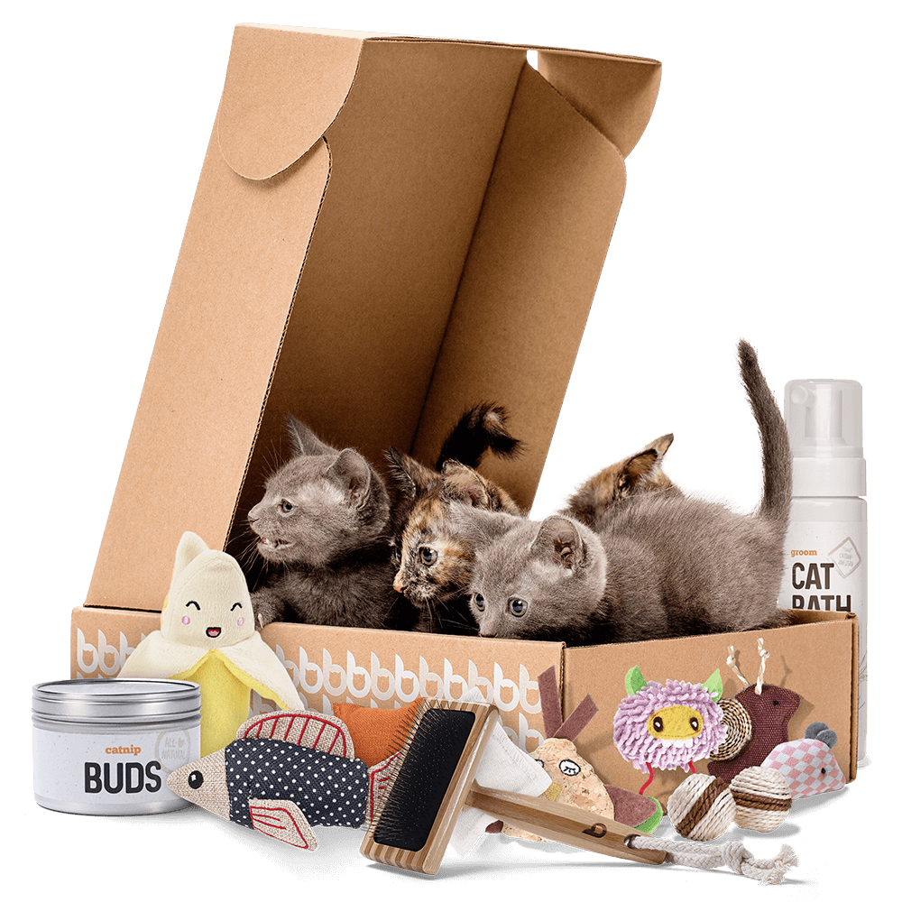 Cat subscription box by litter box