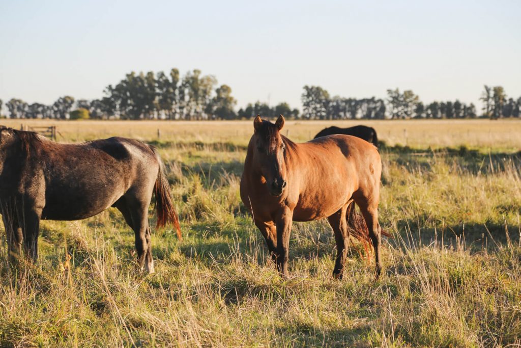 Estancia La Bandada